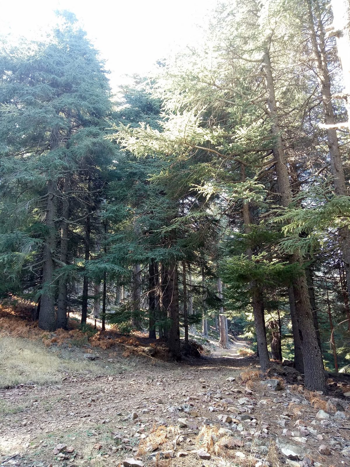 Trail running through tall cedar trunks