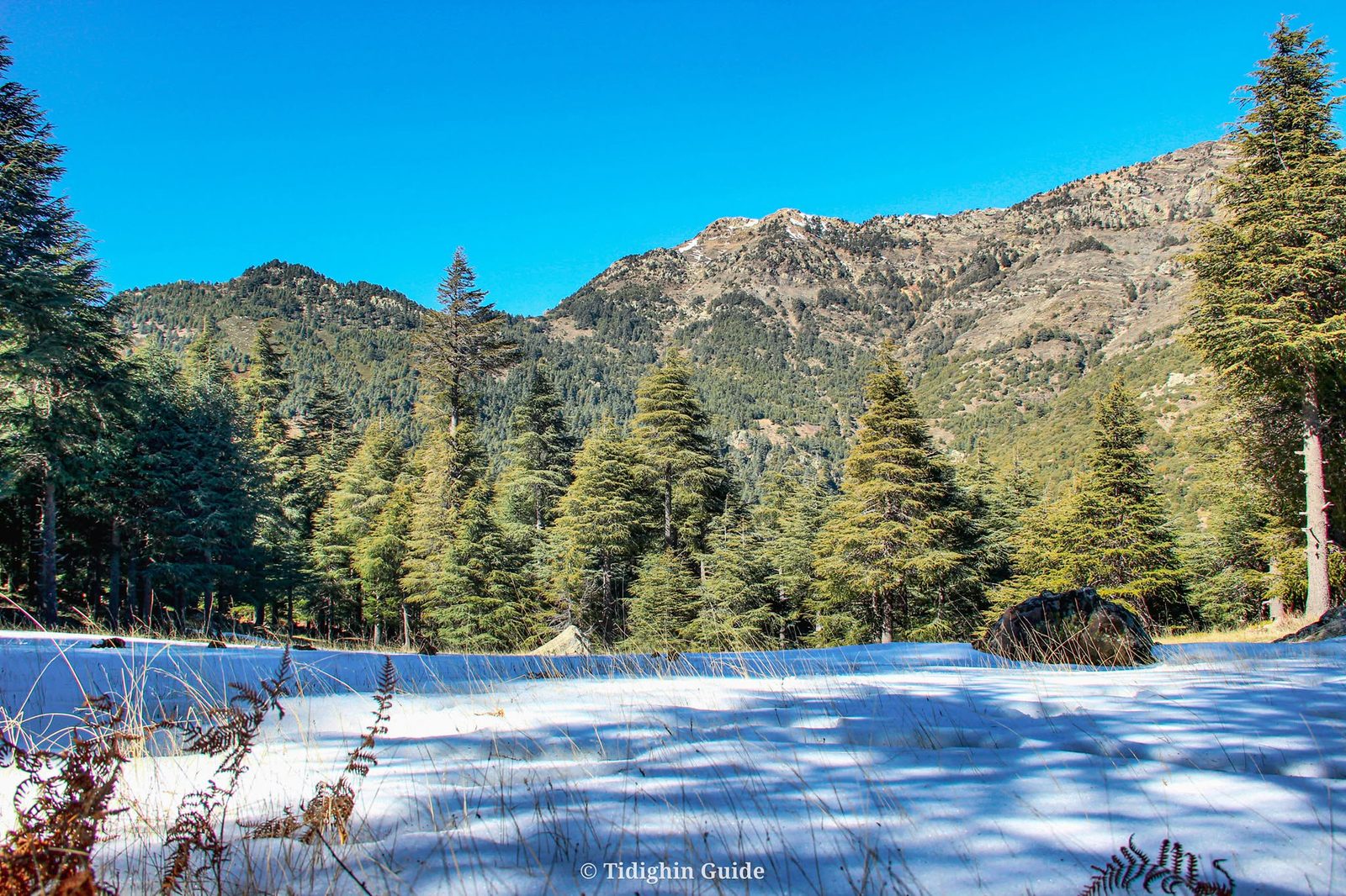 Cedar forest below the bare shale ridge, late snow on the ground